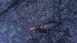 舞子でエギング、ケンサキ釣れています！