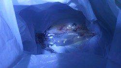 舞子でエギング、ケンサキ釣れています！