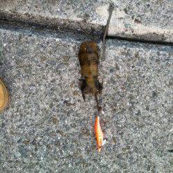 りんくうのテトラポットでアオリの新子