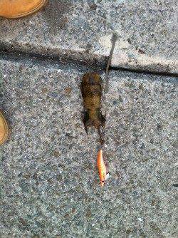 りんくうのテトラポットでアオリの新子