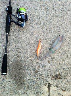 りんくうのテトラポットでアオリの新子