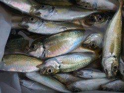 本荘人工島でサビキ釣り、20匹近い良型アジも♪