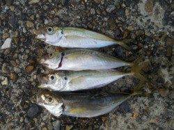 本荘人工島でサビキ釣り、20匹近い良型アジも♪