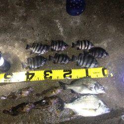 武庫川河口　アオイソメ使用のウキ釣りでチヌ・キビレ・サンバソウなど