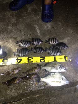 武庫川河口　アオイソメ使用のウキ釣りでチヌ…