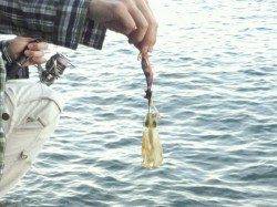 戸坂・塩津漁港　エギングでアオリイカの新子が4ハイヒット