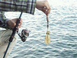 戸坂・塩津漁港　エギングでアオリイカの新子が4ハイヒット