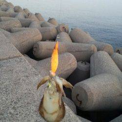 りんくう　早朝エギングでアオリイカ新子5ハイ