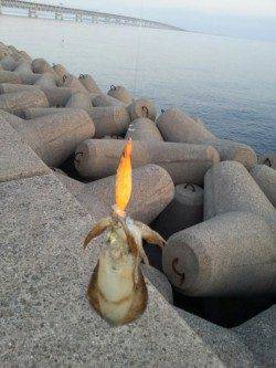 りんくう　早朝エギングでアオリイカ新子5ハイ