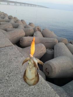 りんくう　早朝エギングでアオリイカ新子5ハ…