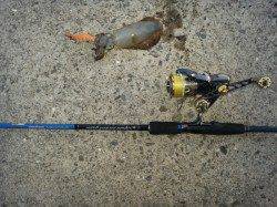 りんくう　早朝エギングでアオリイカ新子5ハイ