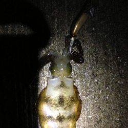 深日漁港　エギングでアオリイカの新子数出てます☆金テープアジがオススメ