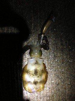 深日漁港　エギングでアオリイカの新子数出てます☆金テープアジがオススメ