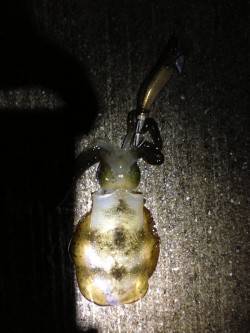 深日漁港　エギングでアオリイカの新子数出て…