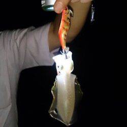 江井ヶ島　エギングでアオリイカ新子もリリースサイズ