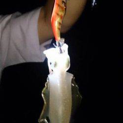 江井ヶ島　エギングでアオリイカ新子もリリースサイズ