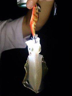 江井ヶ島　エギングでアオリイカ新子もリリースサイズ