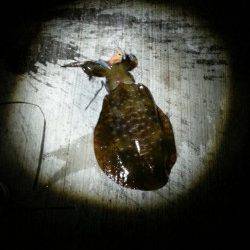 大阪ゴルフ場裏　エギングでアオリイカ700g筆頭に新子多数　ケンサキの姿も