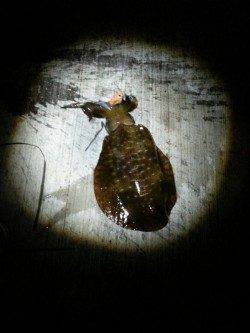 大阪ゴルフ場裏　エギングでアオリイカ700g筆頭に新子多数　ケンサキの姿も