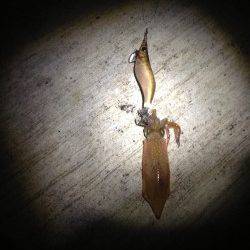 大阪ゴルフ場裏　エギングでアオリイカ700g筆頭に新子多数　ケンサキの姿も