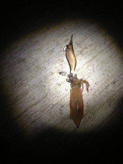 大阪ゴルフ場裏　エギングでアオリイカ700g筆頭に新子多数　ケンサキの姿も