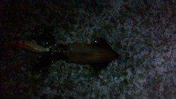 アジュール舞子でイカ釣り、アオリ&ケンサキ