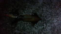 アジュール舞子でイカ釣り、アオリ&…