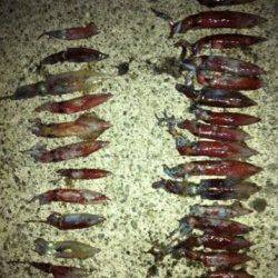 初心者でも超簡単！ケンサキ大漁です！！