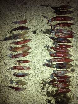 初心者でも超簡単！ケンサキ大漁です！！