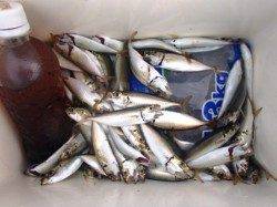 なぎさ公園でアジ♪　泉大津RT6日あさ