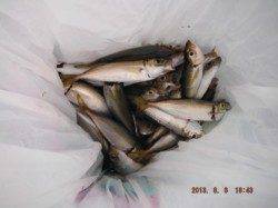 【雨が降っても、サビキ釣り絶好調～♪】南芦屋