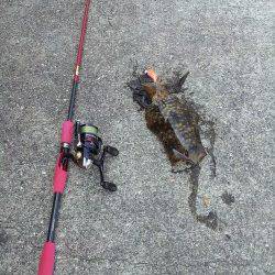 見草でエギング、新小のサイトフィッシングもできました