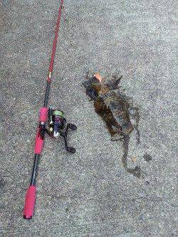 見草でエギング、新小のサイトフィッシングもできました