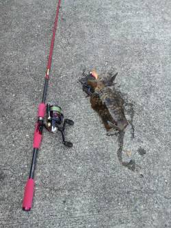 見草でエギング、新小のサイトフィッシングも…