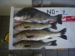 活アジを使ってチヌ47cmにセイゴ・ハネ！姫路市立遊漁センター