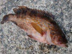 【青物の気配？？】南芦屋浜リアルタイム