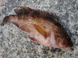 【青物の気配？？】南芦屋浜リアルタイム