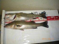 探り釣りでハネ50㎝☆ 姫路遊漁センター