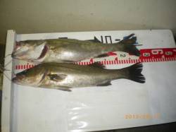 探り釣りでハネ50㎝☆ 姫路遊漁センター