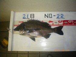 探り釣りでチヌ!年無しも!!