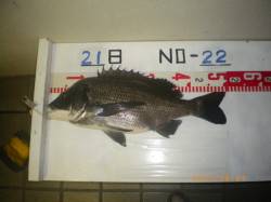 探り釣りでチヌ！年無しも！！