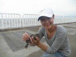 【良型ガシラにアコウ】南港海釣り公園