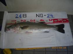 姫路市立遊漁センター　ウキ釣りでスズキ・ハ…