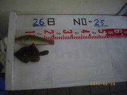 【26日】探り釣りでの釣果