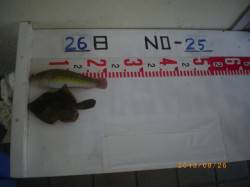 【26日】探り釣りでの釣果