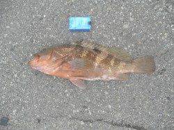 【50ｃｍのアコウ！！】南港海釣り公園でズボ釣り