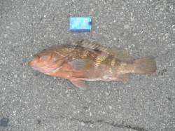 【50ｃｍのアコウ！！】南港海釣り公園でズ…