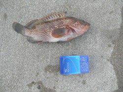 南港海釣り公園、サビキ好調・連日良型アコウも!