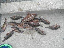 アジ1000匹にガシラ・アコウも釣れています！南港海釣り公園