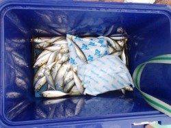 お父さん大忙し!! 泉大津RT 9日あさ